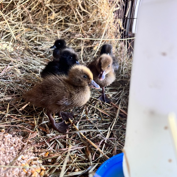 LISTING FOR CHATTING - Picture 8 of 11